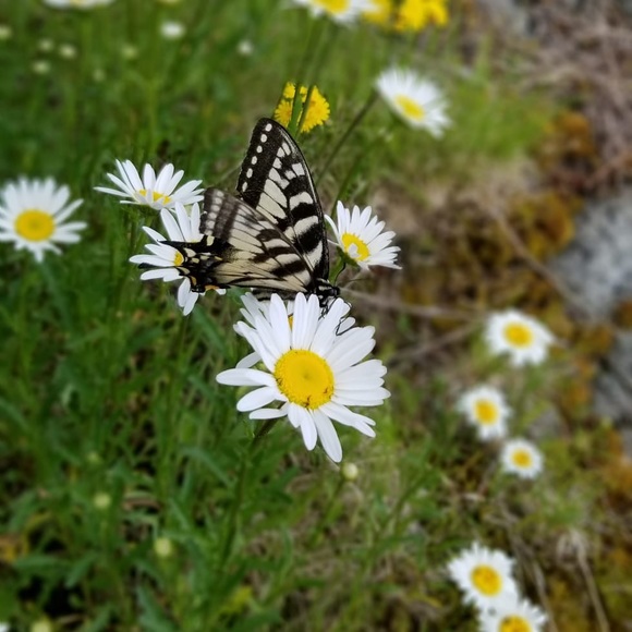 Meet your Posher, Kail - Picture 1 of 1